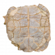 stylemys nebrascensis (turtle)