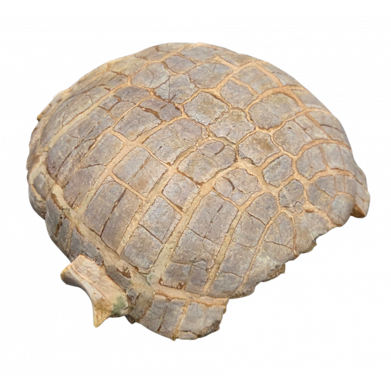 stylemys nebrascensis (turtle)