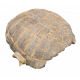 stylemys nebrascensis (turtle)
