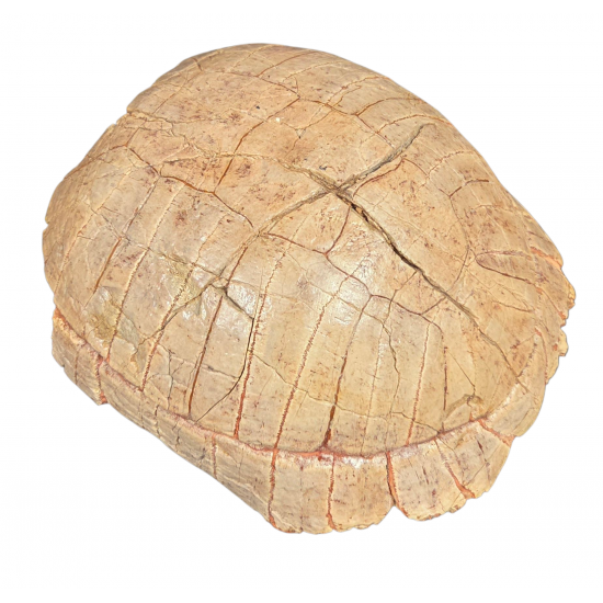 stylemys nebrascensis (turtle)