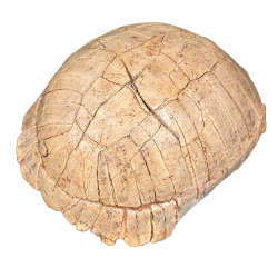 stylemys nebrascensis (turtle)