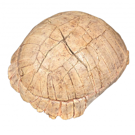 stylemys nebrascensis (turtle)