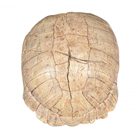 stylemys nebrascensis (turtle)