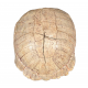 stylemys nebrascensis (turtle)