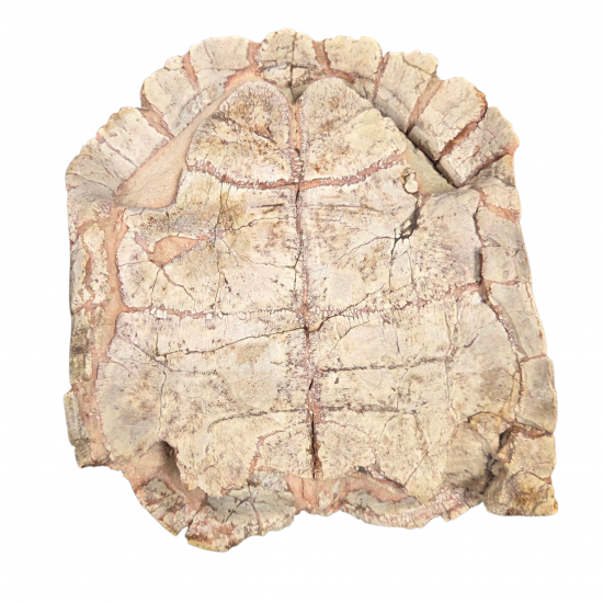 stylemys nebrascensis (turtle)