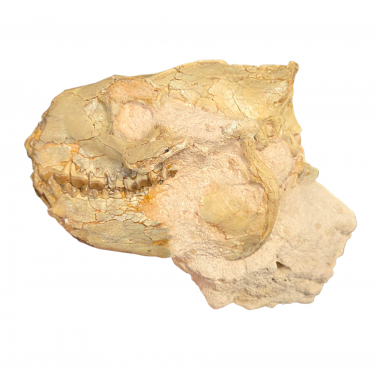 Merycoidodon gracilis (skull)