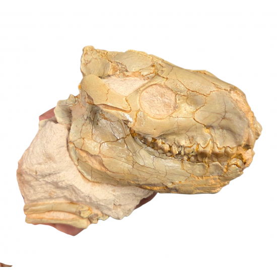 Merycoidodon gracilis (skull)