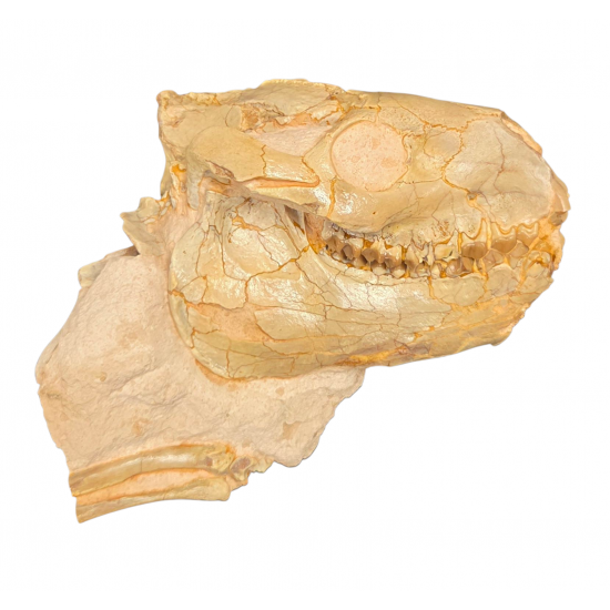 Merycoidodon gracilis (skull)