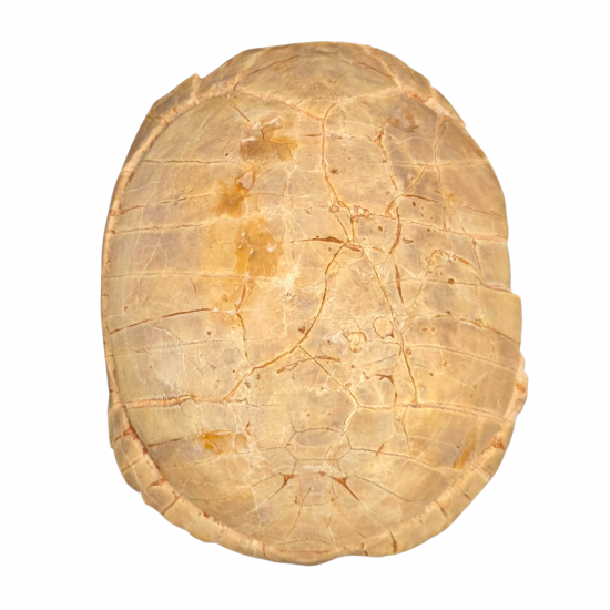 stylemys nebrascensis (turtle)