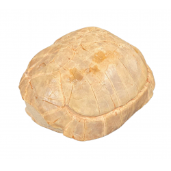 stylemys nebrascensis (turtle)