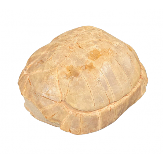 stylemys nebrascensis (turtle)