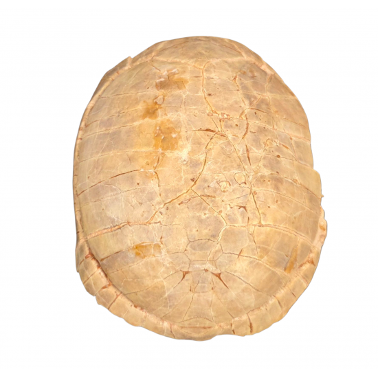 stylemys nebrascensis (turtle)