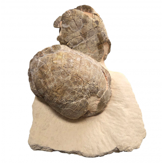 Rare double stylemys nebrascensis (turtle)