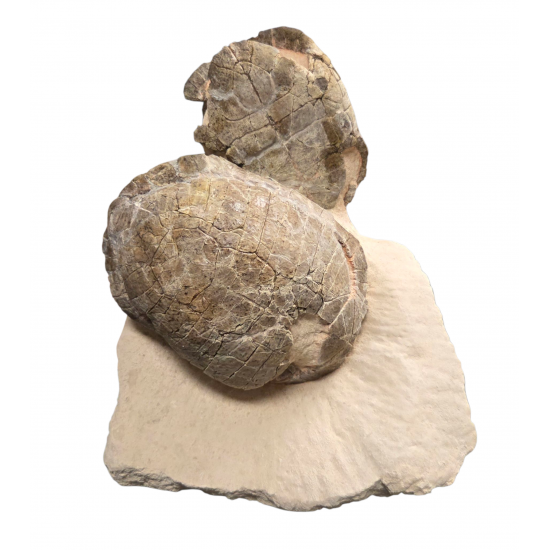 Rare double stylemys nebrascensis (turtle)