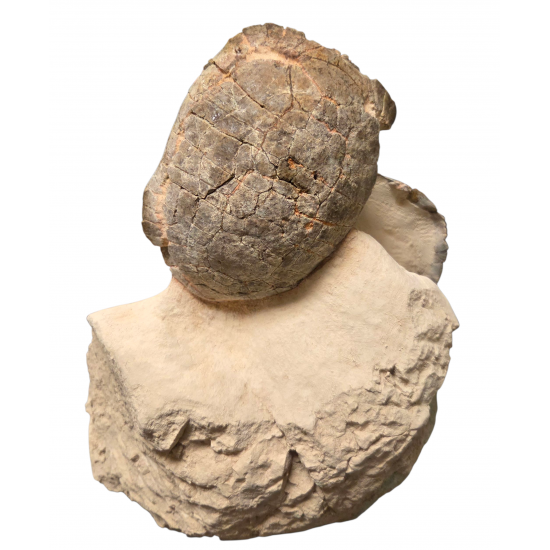 Rare double stylemys nebrascensis (turtle)