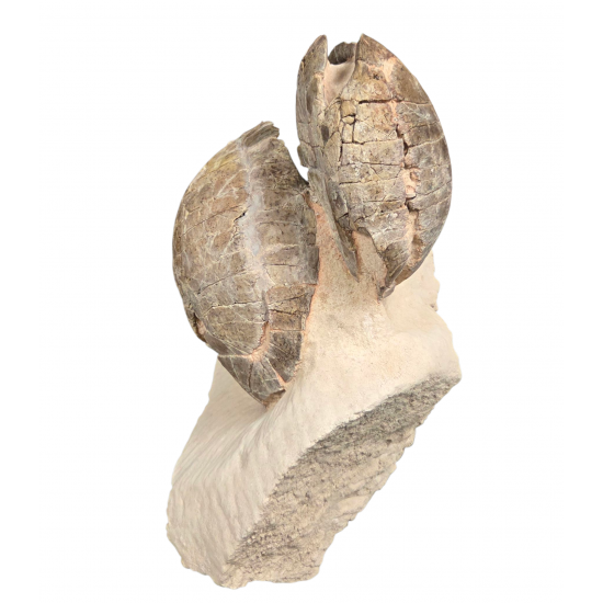 Rare double stylemys nebrascensis (turtle)