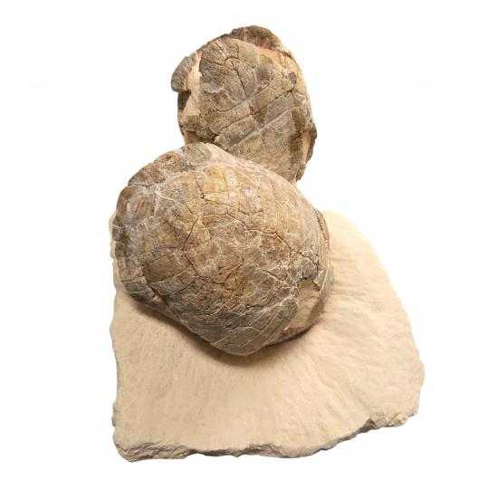 Rare double stylemys nebrascensis (turtle)