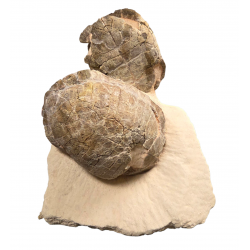 Rare double stylemys nebrascensis (turtle)