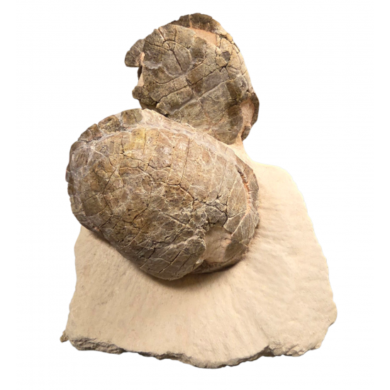 Rare double stylemys nebrascensis (turtle)