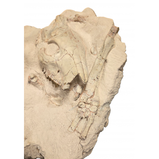 Merycoidodon culbertsoni (double skull with leg)