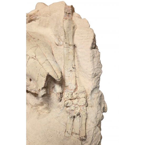 Merycoidodon culbertsoni (double skull with leg)