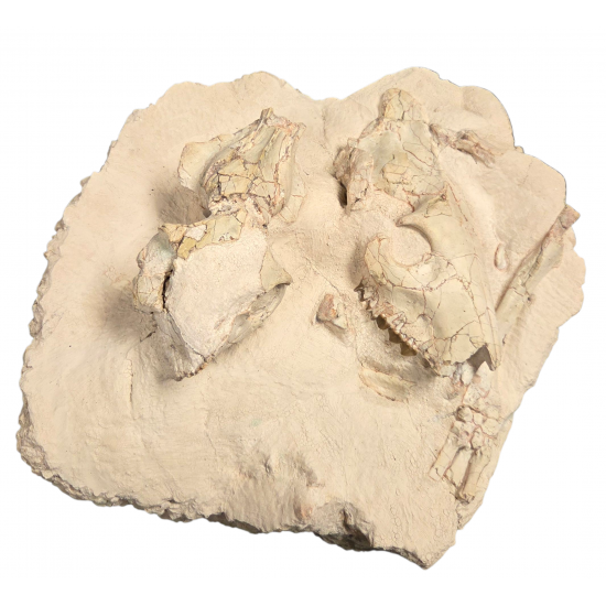 Merycoidodon culbertsoni (double skull with leg)