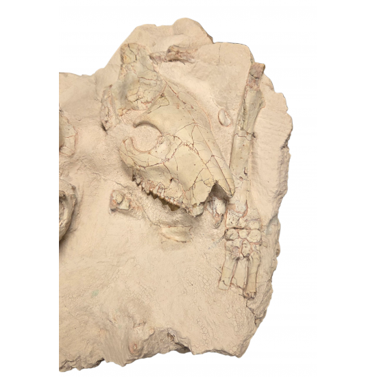 Merycoidodon culbertsoni (double skull with leg)