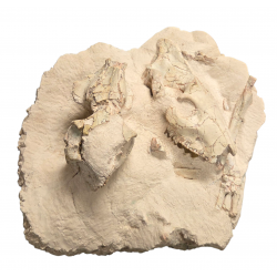 Merycoidodon culbertsoni (double skull with leg)