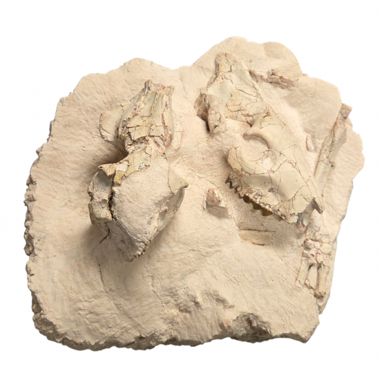 Merycoidodon culbertsoni (double skull with leg)