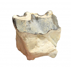 Bronthotherium megaceratops tooth