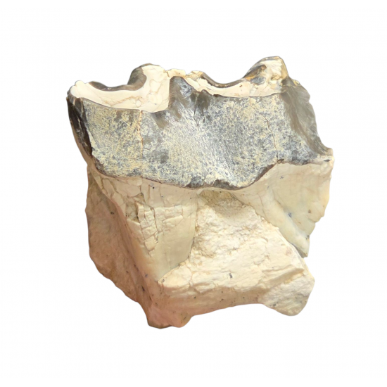 Bronthotherium megaceratops tooth