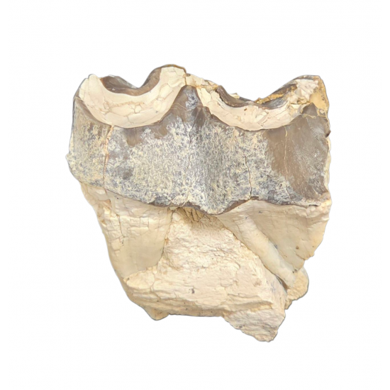 Bronthotherium megaceratops tooth