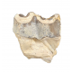 Bronthotherium megaceratops tooth