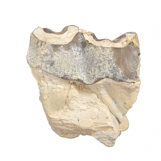 Bronthotherium megaceratops tooth