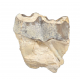Bronthotherium megaceratops tooth