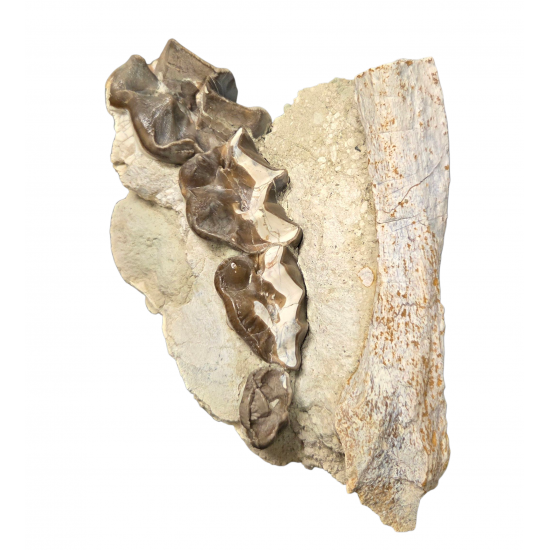 Bronthotherium megaceratops jaw