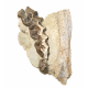 Bronthotherium megaceratops jaw