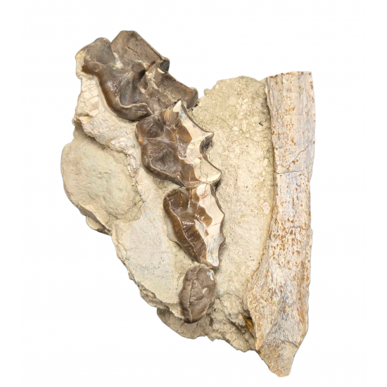 Bronthotherium megaceratops jaw