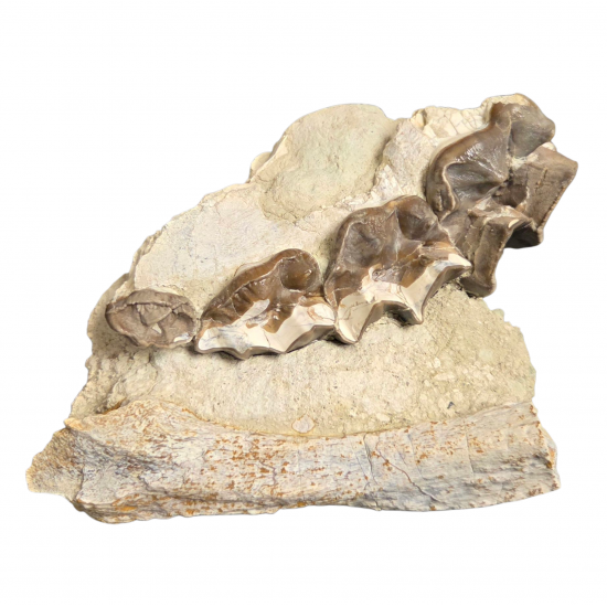 Bronthotherium megaceratops jaw