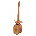 spinosaurus aegypticus (vertebra - 74 cm)