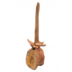 spinosaurus aegypticus (vertebra - 74 cm)