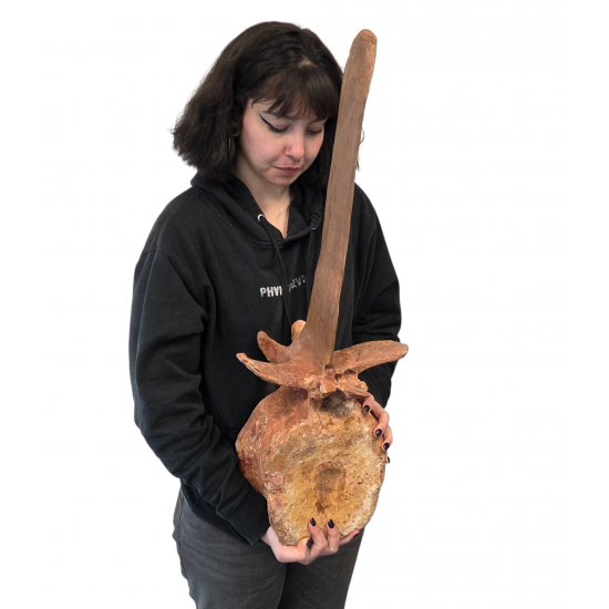 spinosaurus aegypticus (vertebra - 74 cm)