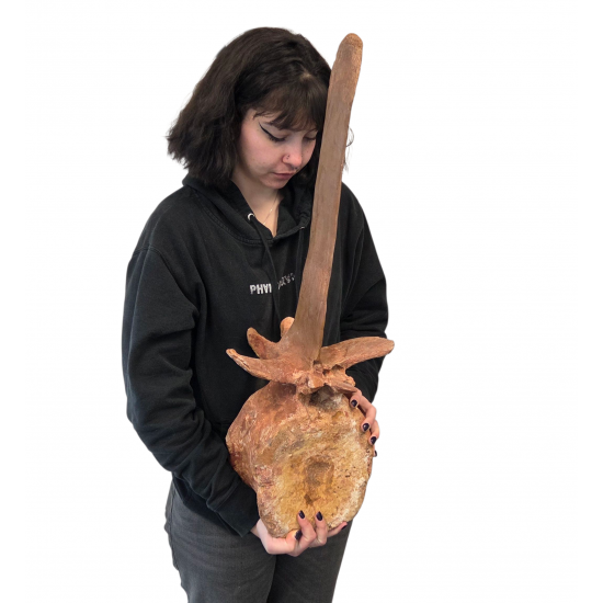 spinosaurus aegypticus (vertebra - 74 cm)