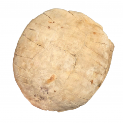 stylemys nebrascensis (turtle)