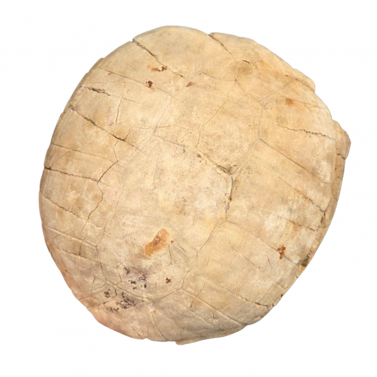 stylemys nebrascensis (turtle)