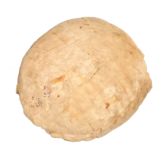 stylemys nebrascensis (turtle)