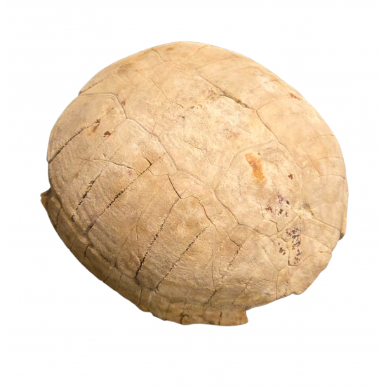 stylemys nebrascensis (turtle)