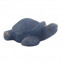 tortue angelite