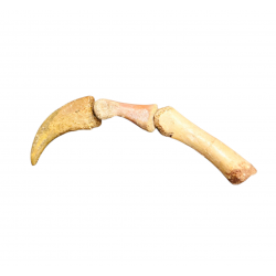 Deltadromeus Agilis claw + digit bones
