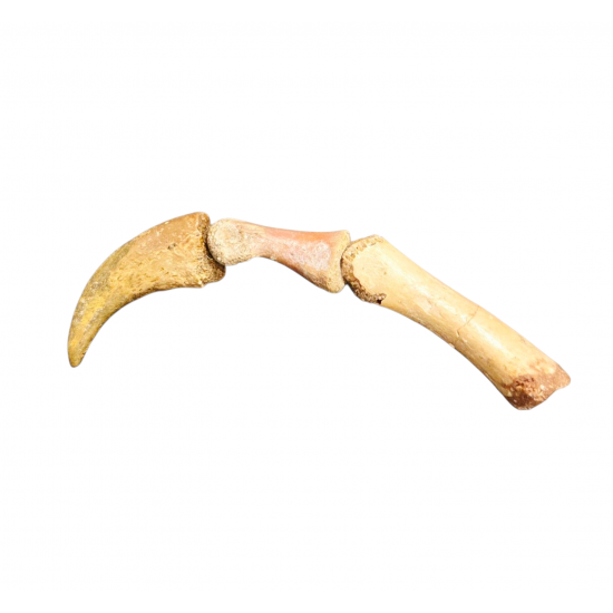 Deltadromeus Agilis claw + digit bones Deltadromeus Agilis claw + digit bones